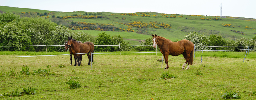 Two brown horses in a fenced pasture with rolling green hills and wildflowers in the background.