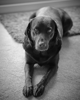 Black Labrador Retriever lying on carpet, looking directly at camera with attentive expression.