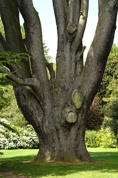Ancient tree trunk with thick, gnarled branches splitting into multiple limbs, surrounded by green foliage and grass.