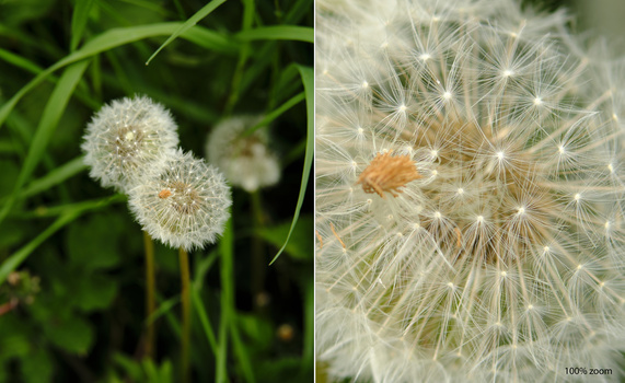Dandelion seedhead at two magnification levels showing spherical white structure and close-up of individual seeds with orange center.