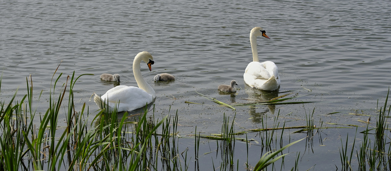 Two adult swans and four cygnets swimming together in shallow water surrounded by marsh grasses.
