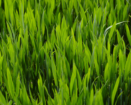 Dense, vibrant green grass blades with sharp detail and natural morning dew or moisture visible.