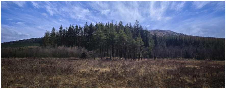 Rolling moorland with scattered evergreen forest under blue sky with light clouds.