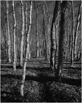Dense forest of tall birch trees with white bark creating strong vertical lines and deep perspective.