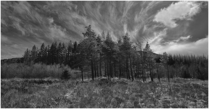 Dense coniferous forest beneath dramatic cloudy sky in black and white.