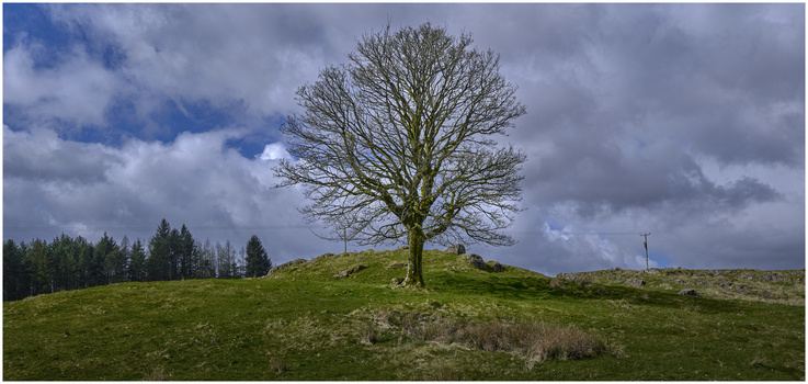 Bare tree standing alone on a grassy hillside beneath a dramatic cloudy sky.