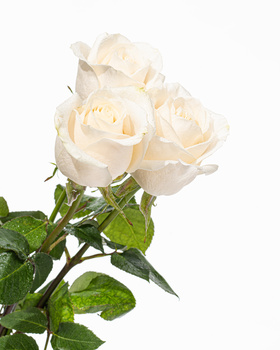 Three pale cream-colored roses with green foliage against a white background.