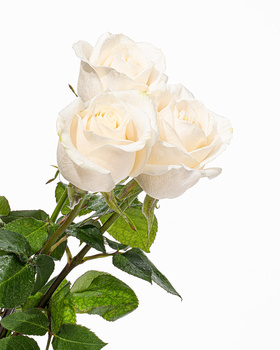 Three cream-colored roses with green foliage against a white background.