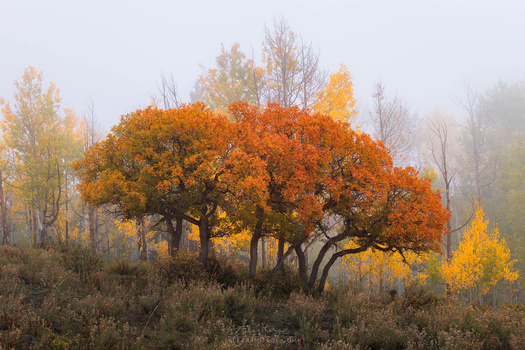 Large tree with vibrant orange autumn foliage surrounded by misty landscape and bare trees.