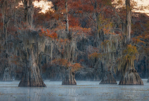 Bald cypress trees with Spanish moss standing in still water during autumn, their trunks creating vertical lines through the misty forest.