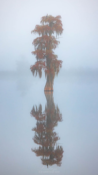 Tall palm tree reflected in still water against overcast sky.