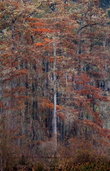 Dense forest of cypress trees with autumn foliage in shades of rust, orange, and brown, with a single pale tree trunk visible in the center.