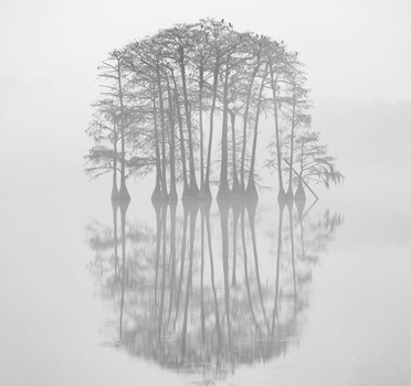 Cypress trees reflected in still water, rendered in monochromatic tones with soft focus and fog.