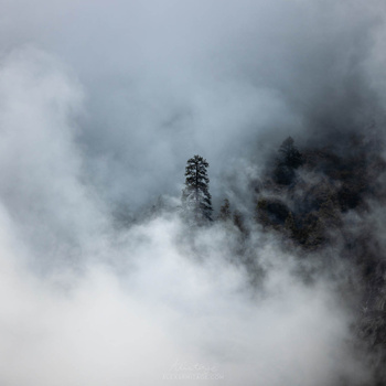A solitary conifer tree emerges from thick fog blanketing a forested mountainside.