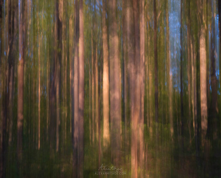 Vertical streaks of green, brown, and blue tones create an abstract forest effect with motion blur.