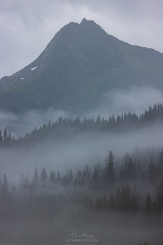 Coniferous forest shrouded in mist with a jagged peak rising above the fog layer.