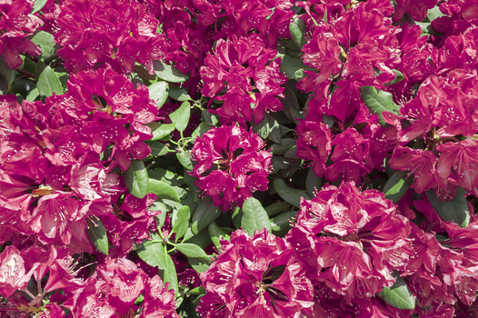 Dense cluster of magenta bougainvillea flowers with green foliage creating a vibrant floral background.