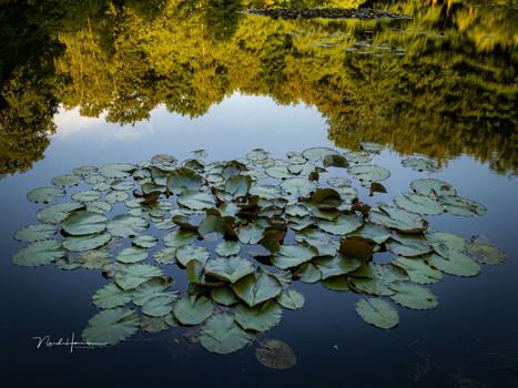 Cluster of lily pads floating on calm water surrounded by golden-yellow overhanging foliage.