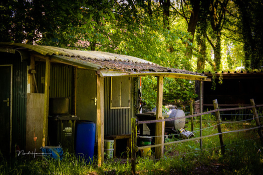 Weathered yellow utility shed nestled among dense green trees with dappled sunlight filtering through the canopy.