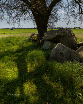 Ancient tree trunk casting a shadow across bright green grass, with weathered stones at its base beneath bare branches.