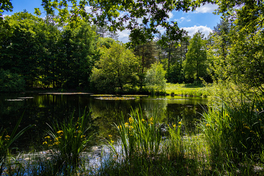 Serene pond surrounded by lush green trees reflected in still water with aquatic plants in foreground.