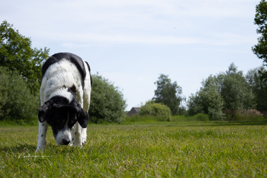 Black and white dog grazing in a grassy meadow with trees lining the background.