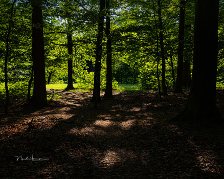 Forest clearing with tall trees framing sunlit meadow in background, brown leaf-covered ground in foreground.