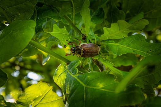 Brown beetle perched on green plant stem surrounded by foliage in natural sunlight.