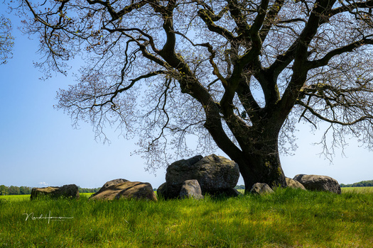 Gnarled bare tree with massive trunk surrounded by boulders in spring meadow.