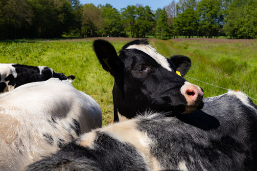 Black and white dairy cow lying in a pasture, looking directly at the camera with a white blaze on its face.