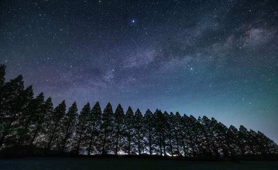 Row of evergreen trees silhouetted against a starry night sky with the Milky Way visible overhead.