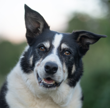 Black and white dog with alert expression and raised ears looking directly at camera.