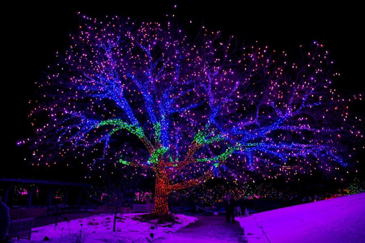Tree illuminated with vibrant blue, purple, green, and red LED lights against a dark night sky.