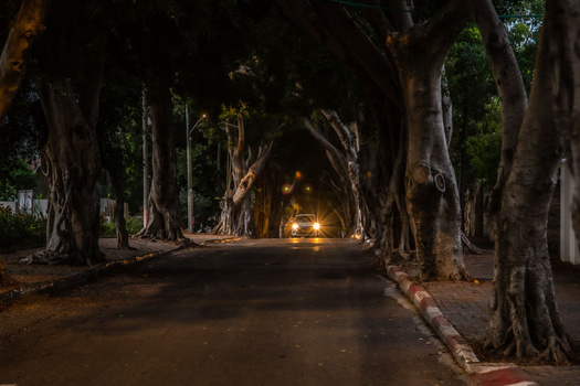 Tree-lined avenue at night with distant warm lights creating a tunnel effect through large mature trees.