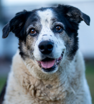 Black and white dog with tongue out, looking directly at camera with bright expression.