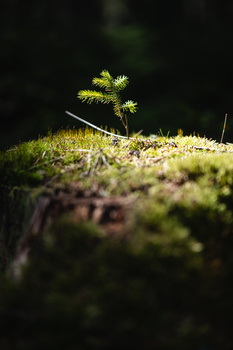 Young seedling with delicate yellow-green leaves emerging from moss-covered forest floor.