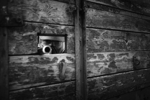 Raccoon peering through a rectangular opening in a weathered wooden structure.