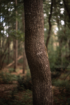 Close-up of a tree trunk with textured bark in a coniferous forest, slightly curved with soft sunlight filtering through surrounding trees.