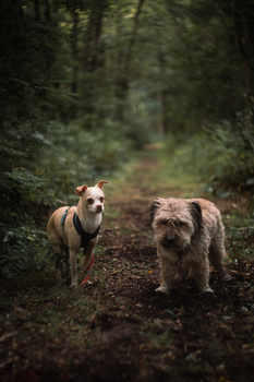 Two dogs walking on a forest path surrounded by dense green vegetation.