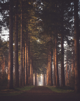 Tall coniferous trees lining a straight forest path, lit by warm golden sunlight filtering through the canopy.