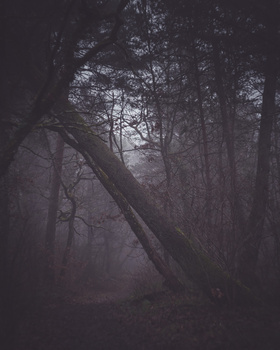 Misty forest with bare trees and a fallen log crossing through dense fog and shadows.