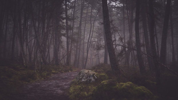 Misty forest path lined with tall trees and moss-covered rocks in muted tones.