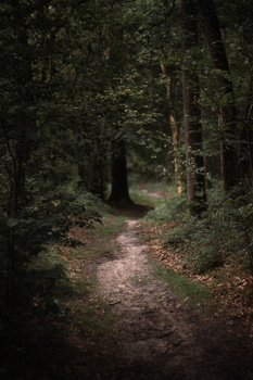 Forest path lined with tall trees receding into dappled light and shadow.