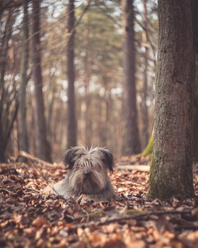Shaggy-haired dog sitting among fallen leaves in a forest clearing with tall trees in soft focus background.