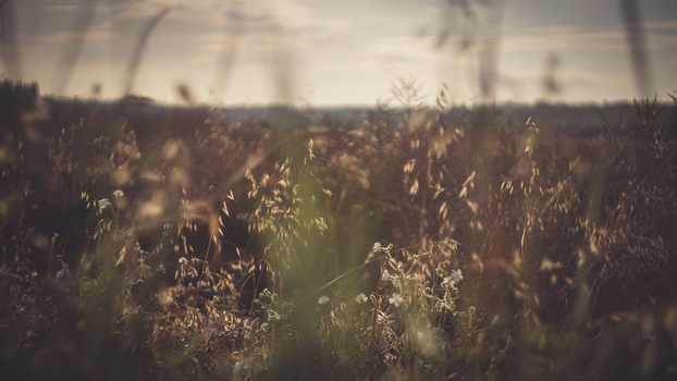 Dried seed pods and plants in soft-focus field with greenhouse structure visible in blurred background.