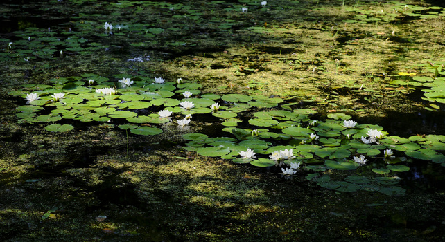 Water lilies with white blooms floating among green pads in a pond with dappled sunlight.