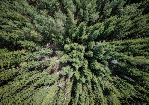 Dense coniferous forest canopy viewed from directly above, showing a mix of green and dark trees creating intricate patterns.