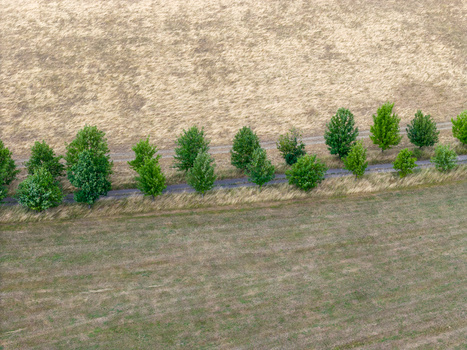 Aerial view of a straight line of young trees planted between two plowed agricultural fields.