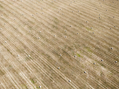 Aerial view of harvested agricultural field with hay bales dotting parallel crop rows.