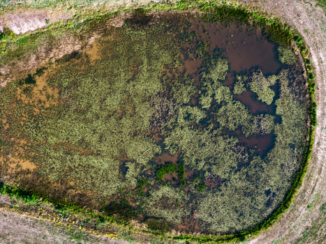 Aerial view of a wetland or shallow lake with patches of aquatic vegetation and dark water channels surrounded by a grassy embankment.
